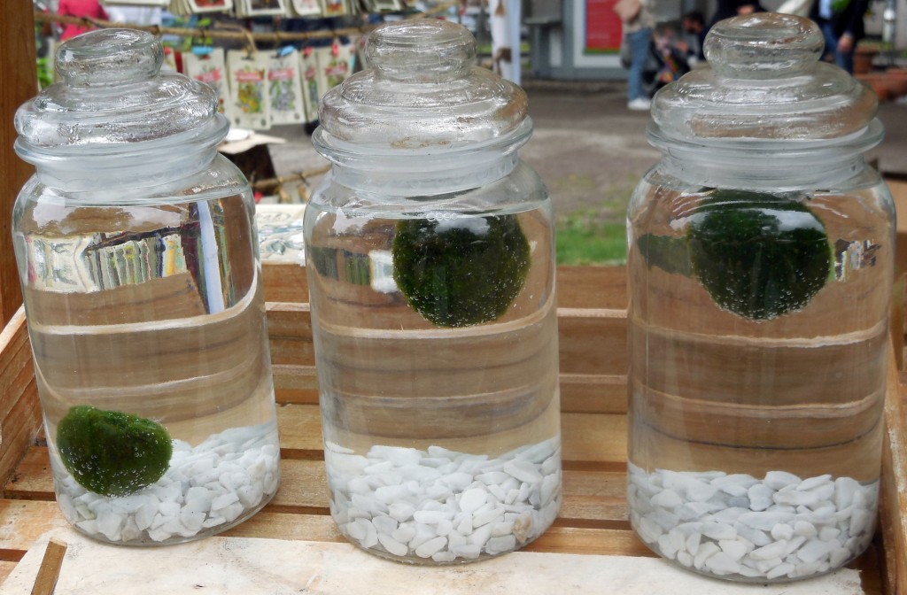 SPECIALE MARIMO