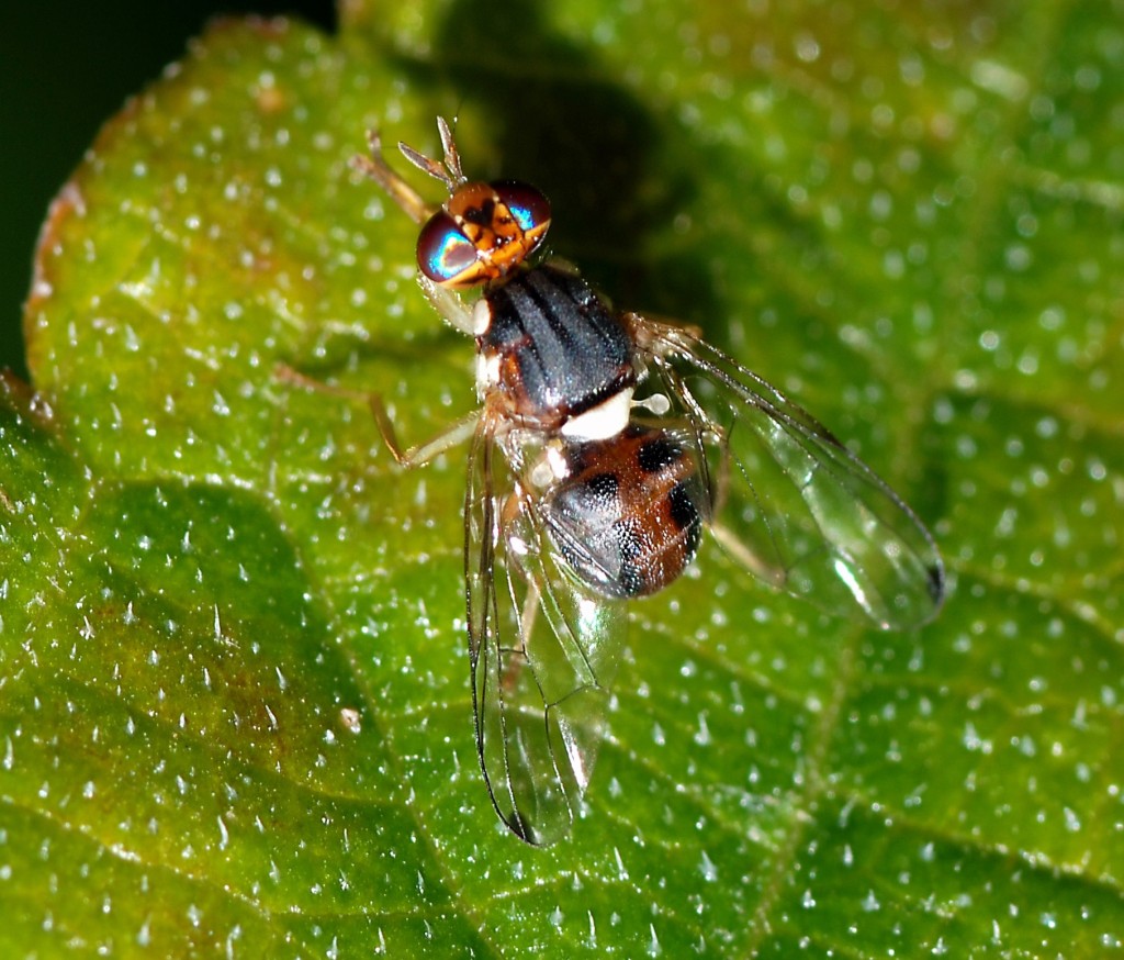MOSCA DELL'ULIVO: COME COMBATTERLA