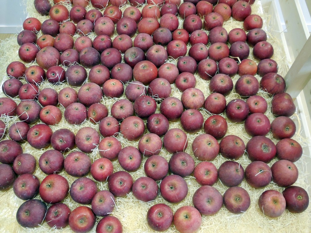 UN FRUTTETO DI FRUTTI ANTICHI