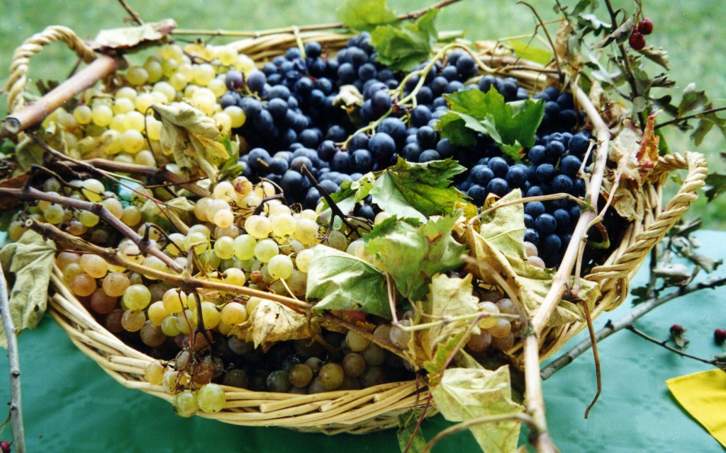 UVA: LA DEPURAZIONE E' DOLCE