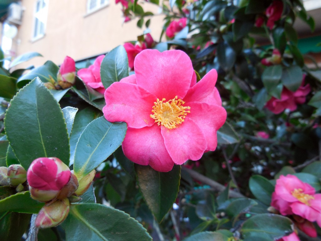 CAMELLIA SASANQUA