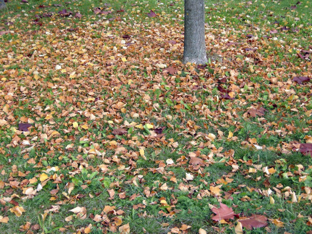 COCCOLE PER IL TUO PRATO IN AUTUNNO