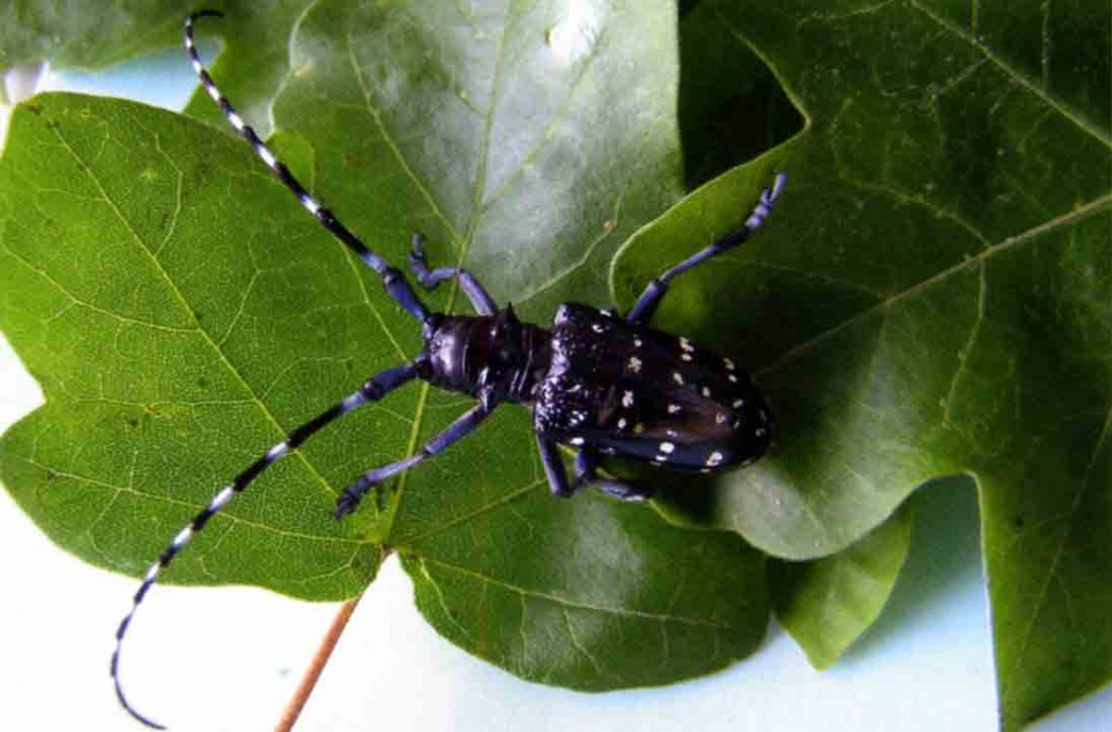 TARLO ASIATICO: NEMICO DEGLI ALBERI