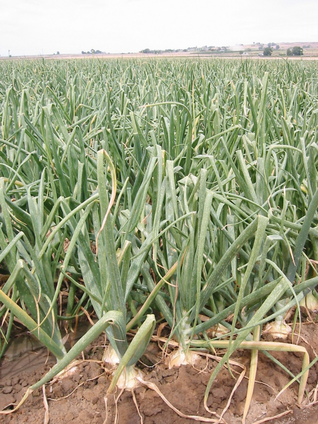 CIPOLLA: LE MILLE PROPRIETA' BENEFICHE