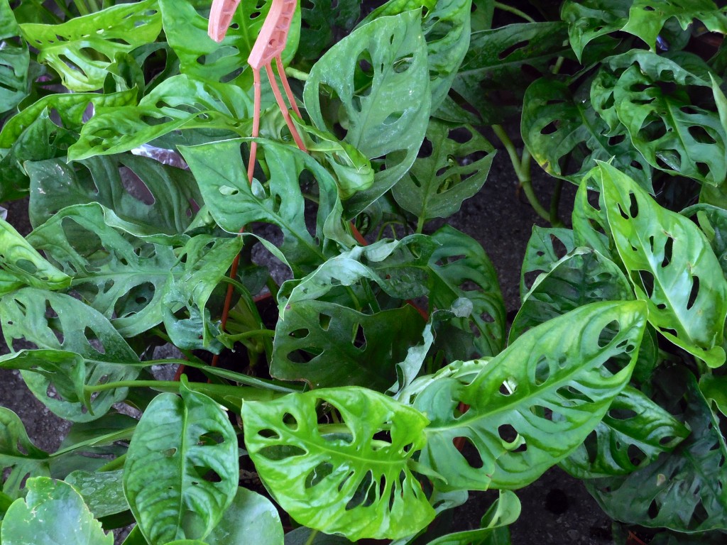 MONSTERA: LA PIANTA DEL MESE