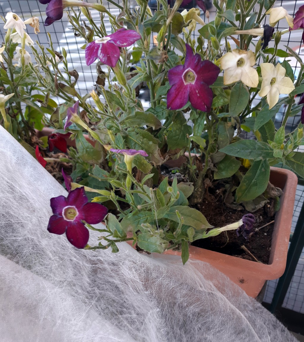 CONTROLLO INVERNALE DELLE PIANTE