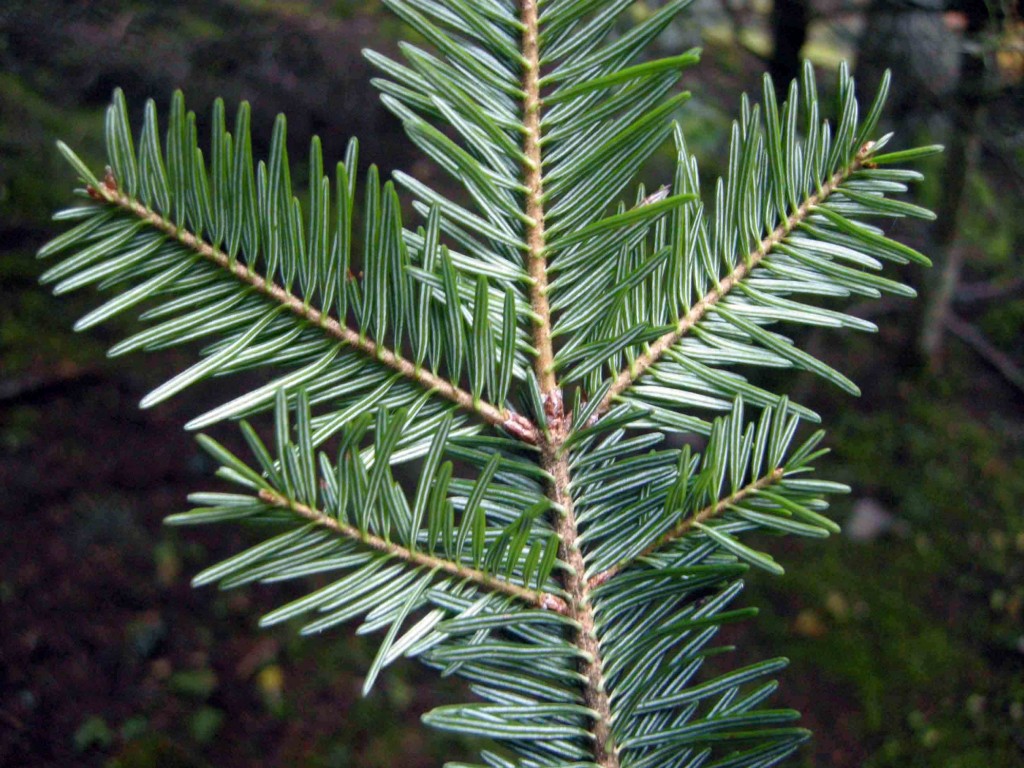 ABETE BIANCO, BALSAMICO PER I POLMONI