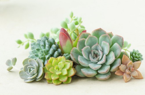 Echeveria.