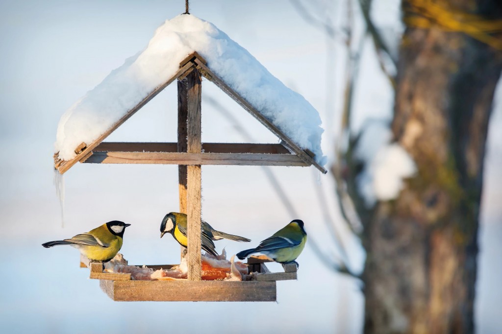 Cibo e casette per gli uccellini.