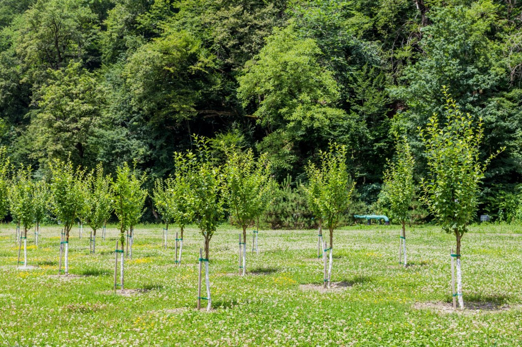Climate Change, piantate alberi con il Bonus Verde 